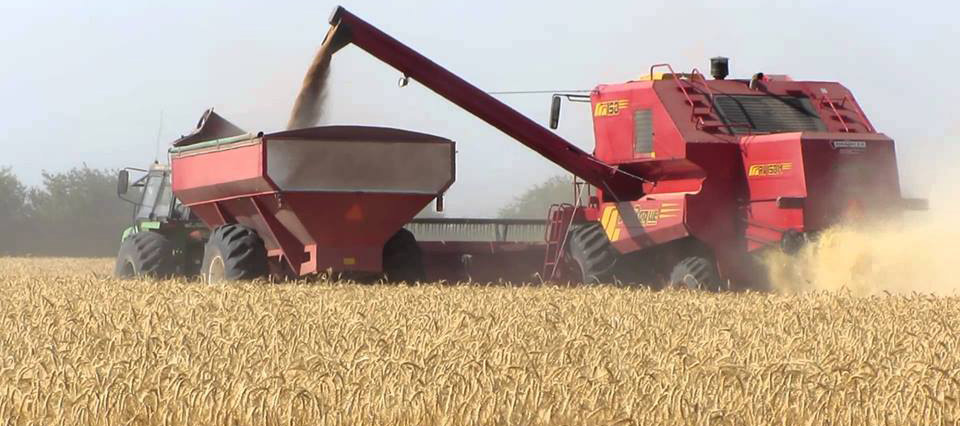 Buenos Aires espera cosechar más de 8 millones de toneladas de trigo