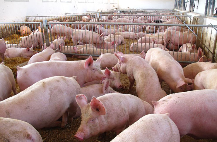 Detectaron un establecimiento de producción porcina con ratas muertas y huesos de animales