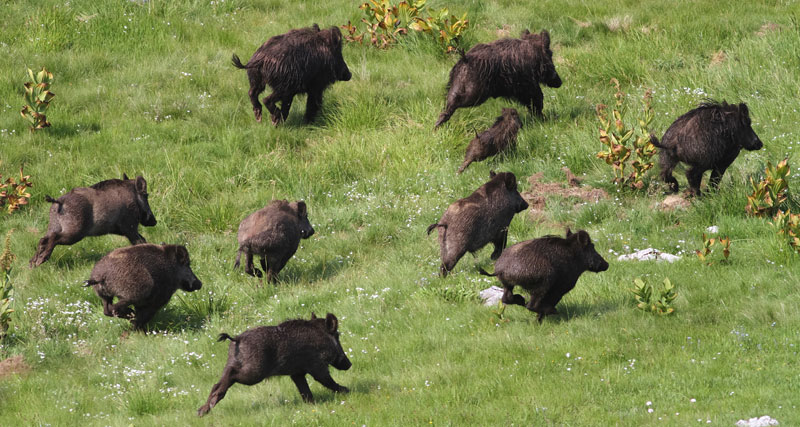 Preocupa como los chanchos jabalíes están copando el centro de la provincia de Buenos Aires