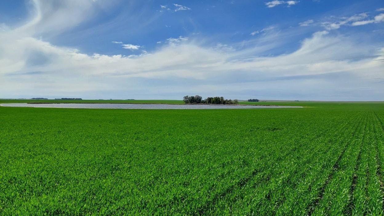 La campaña de fina comienza con el lanzamiento de Azugro herbicida para control de ryegrass en trigo