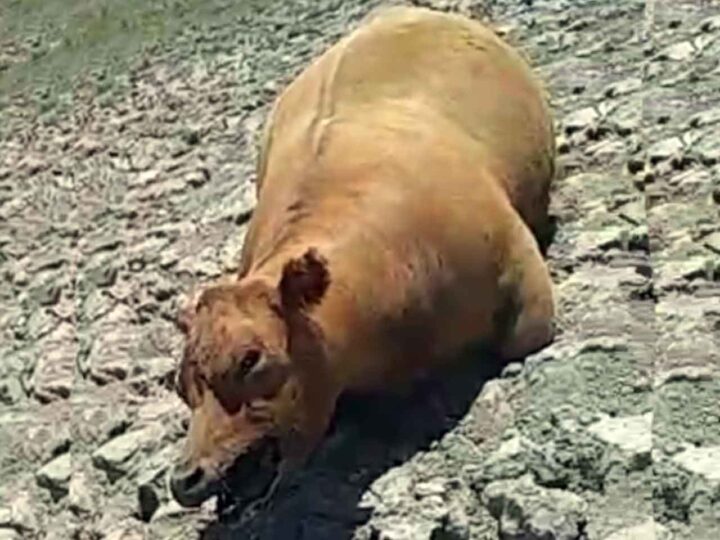 Encuentran una vaca sin lengua, quijada, ni cola y totalmente quemada ¿extraterrestres, virus o Abigeato?