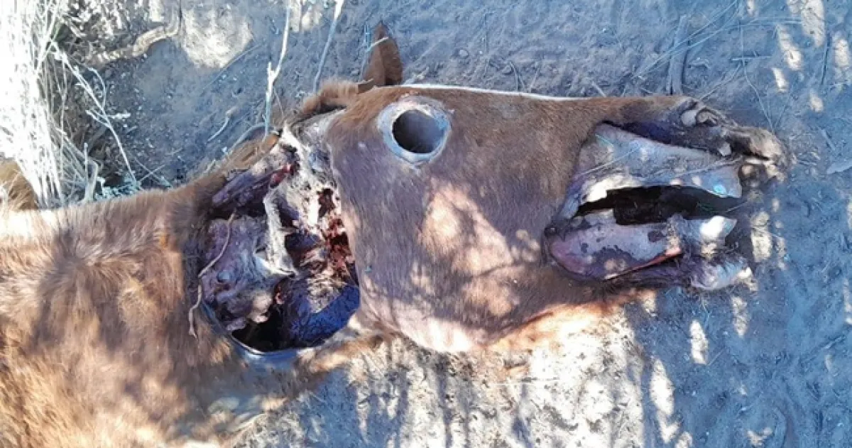 Encuentran animales mutilados en campos de La Pampa