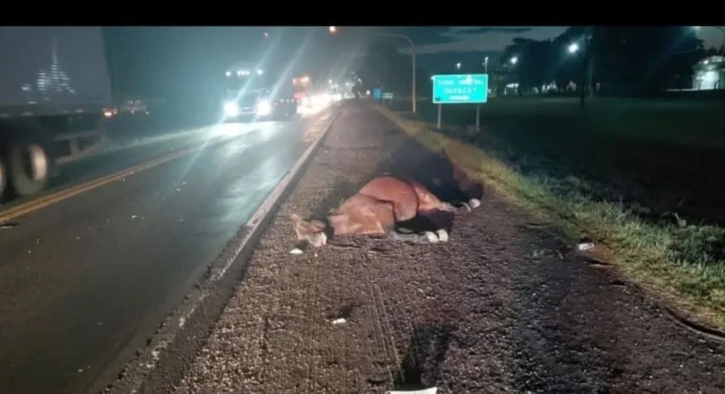 Violento choque contra un caballo suelto en la Ruta Nacional 5