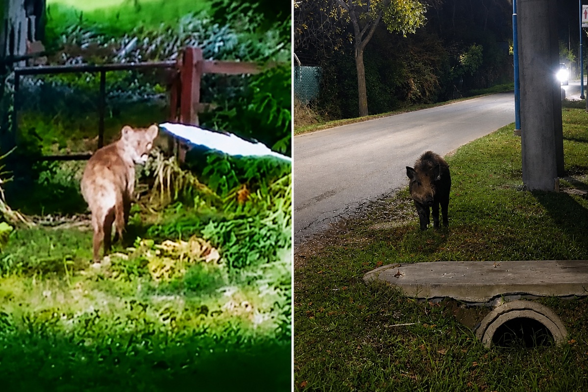 Aparecieron un puma y un jabalí en áreas urbanas cerca de Capital