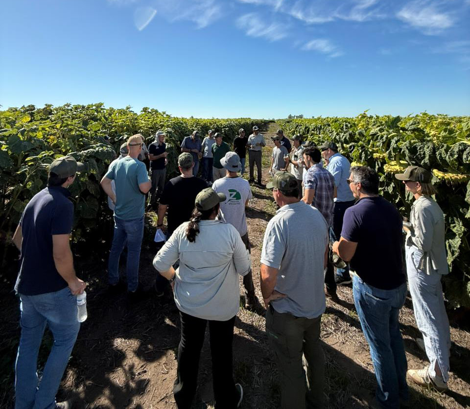 La genética que empuja al girasol: Zeta Semillas consolida resultados y apunta a liderar la nueva expansión del cultivo