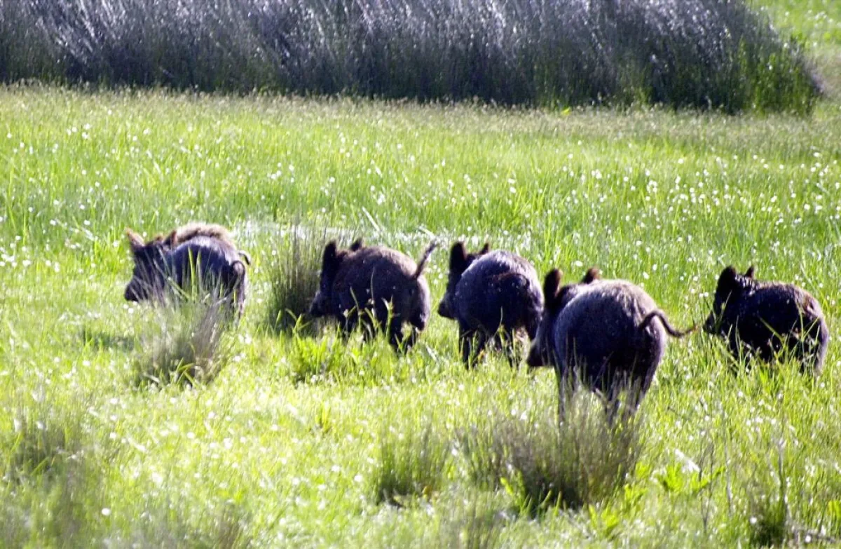 Piden un Plan Federal contra el Jabalí, con caza controlada y frigoríficos habilitados para su faena