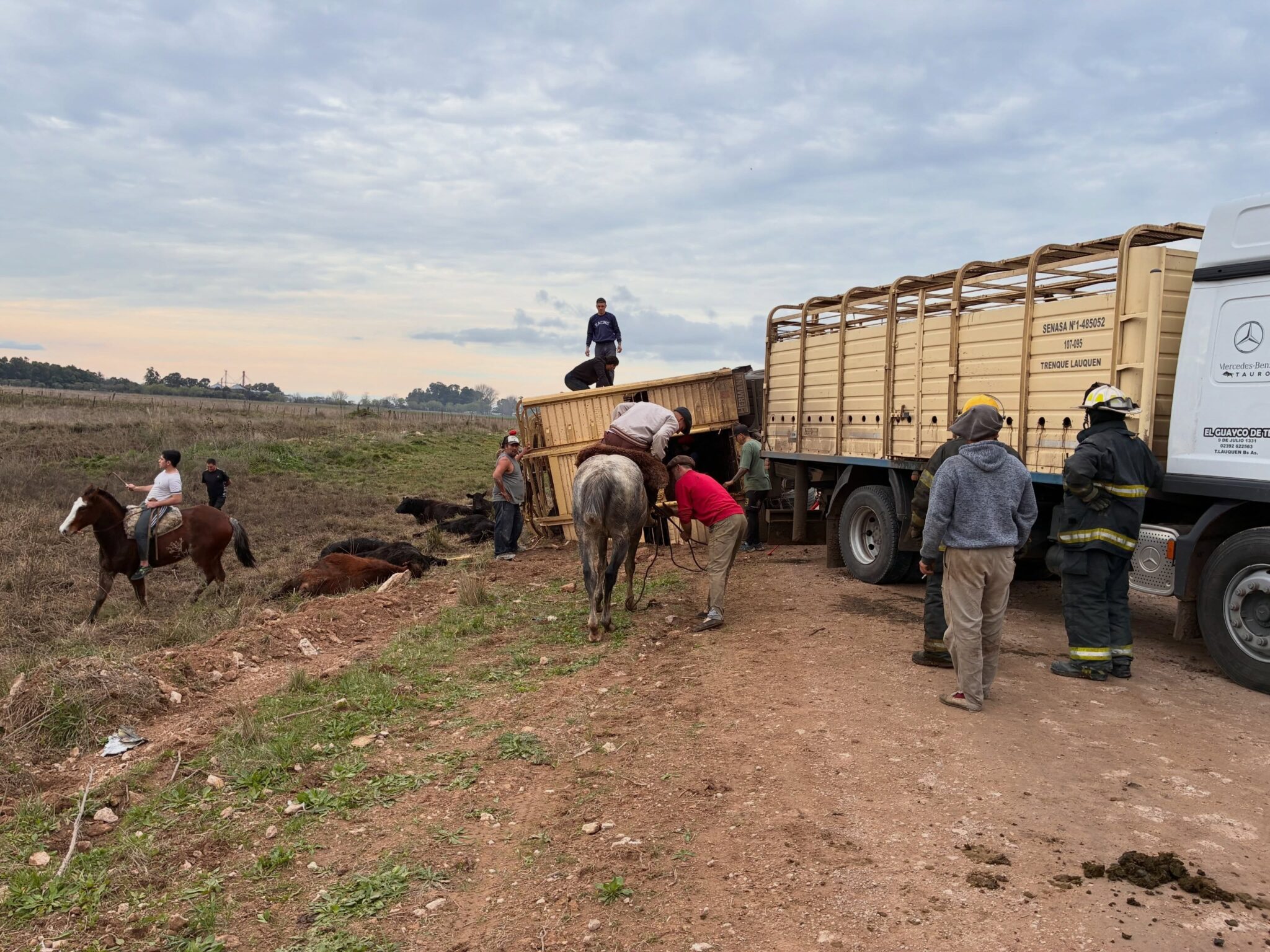 Volcó un camión con hacienda en Olavarría: murieron animales y hubo faena de ganado en plena ruta